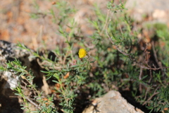 Fumana laevis