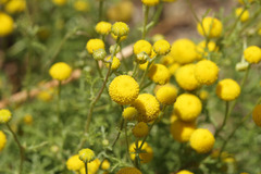 Oncosiphon pilulifer