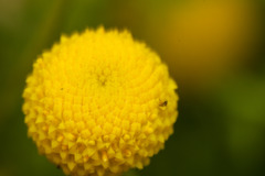 Oncosiphon pilulifer