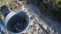 Dispholidus typus typus