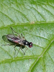 Tanypeza