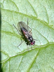 Tanypeza