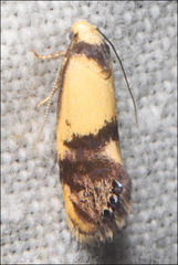 Eupselia