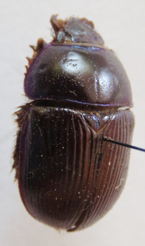 Geotrupes ibericus