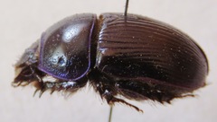 Geotrupes ibericus