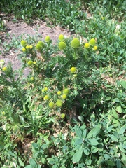 Matricaria discoidea