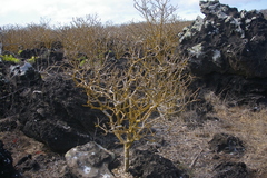 Bursera graveolens