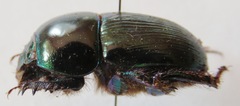 Geotrupes mutator