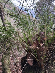 Isochilus bracteatus