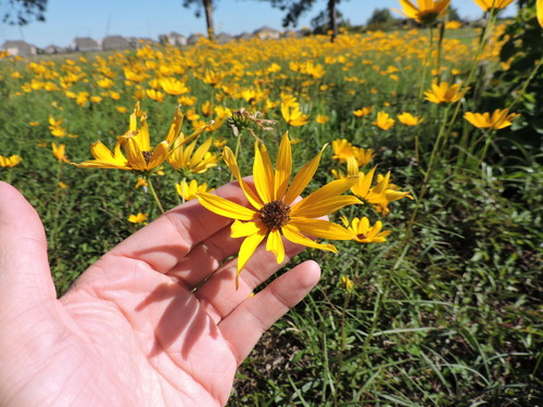 Helianthus angustifolius