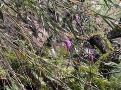 Isochilus bracteatus