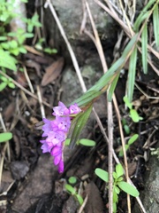 Isochilus bracteatus