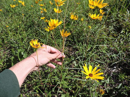 Helianthus angustifolius
