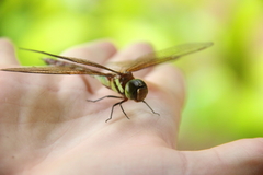 Anaciaeschna jaspidea