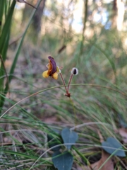 Platylobium infecundum