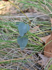 Platylobium infecundum