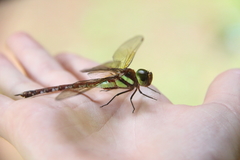 Anaciaeschna jaspidea