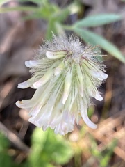 Trifolium eriocephalum