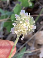 Trifolium eriocephalum