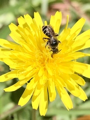 Calliopsis