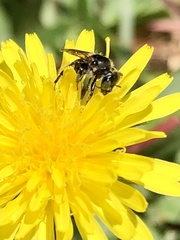 Calliopsis