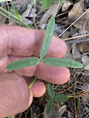 Trifolium eriocephalum