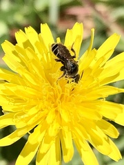 Calliopsis