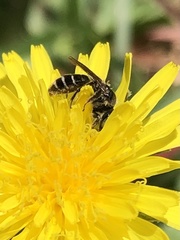 Calliopsis