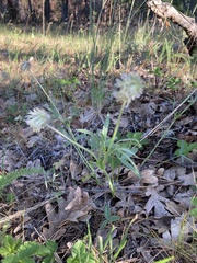 Trifolium eriocephalum