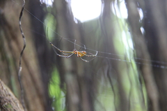 Leucauge granulata