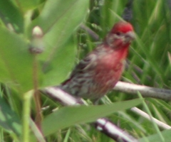 Haemorhous mexicanus