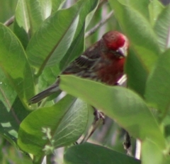 Haemorhous mexicanus