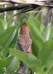 Haemorhous mexicanus