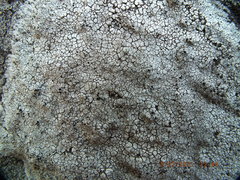 Lecanora oreinoides