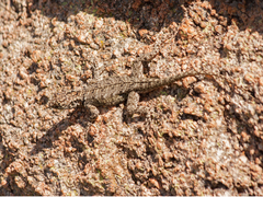 Tropidurus spinulosus