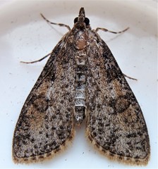 Palpita aenescentalis