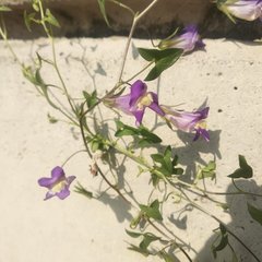 Maurandya antirrhiniflora