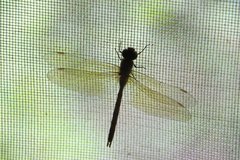 Anaciaeschna jaspidea