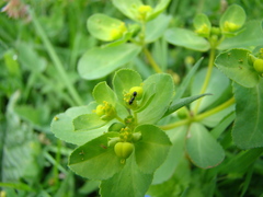 Technomyrmex jocosus
