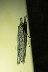 Xyloryctinae