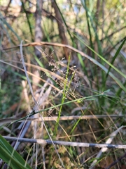 Poa tenera