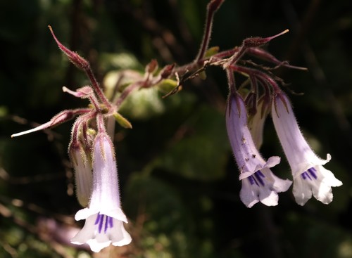 Streptocarpus fanniniae