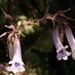 Streptocarpus fanniniae - Photo (c) Nick Helme, some rights reserved (CC BY-SA), uploaded by Nick Helme