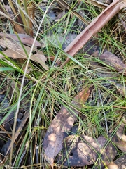 Poa tenera