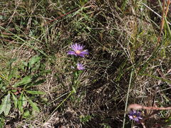 Symphyotrichum pratense