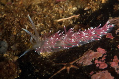 Carronella pellucida