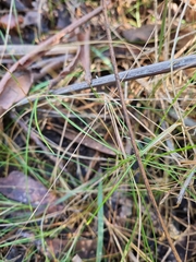 Poa tenera