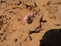 Phemeranthus brevifolius