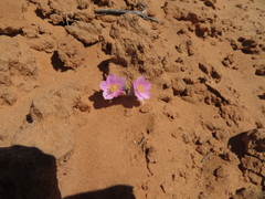 Phemeranthus brevifolius