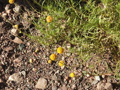 Gaillardia megapotamica